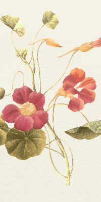Fensterrollo in der Ausführung Blume