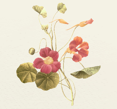 Fensterrollo in der Ausführung Blume