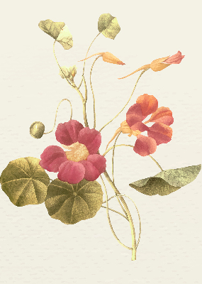 Fensterrollo in der Ausführung Blume