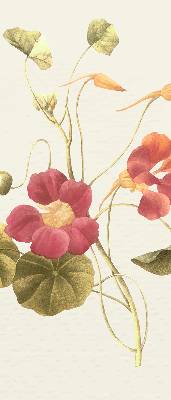 Fensterrollo in der Ausführung Blume