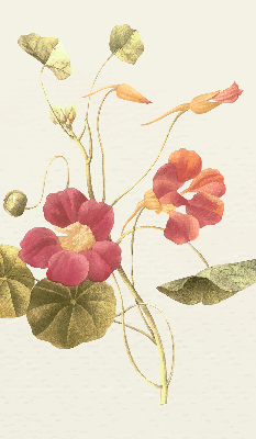 Fensterrollo in der Ausführung Blume