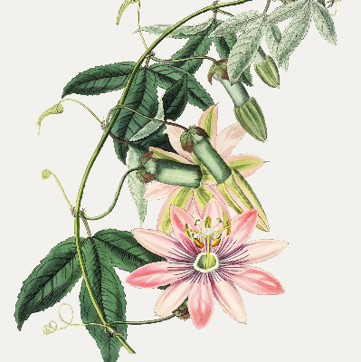 Rollo Fenster in rosa Farbe mit Blumenmotiv