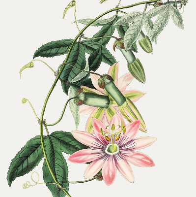 Rollo Fenster in rosa Farbe mit Blumenmotiv