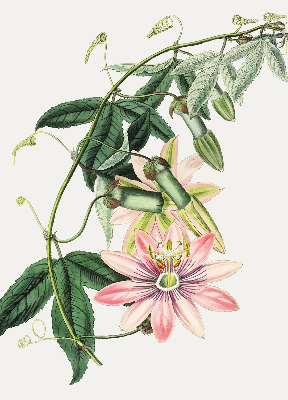 Rollo Fenster in rosa Farbe mit Blumenmotiv