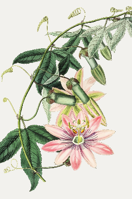 Rollo Fenster in rosa Farbe mit Blumenmotiv