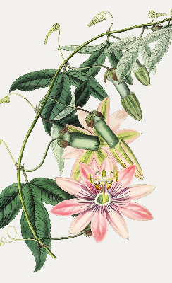 Rollo Fenster in rosa Farbe mit Blumenmotiv
