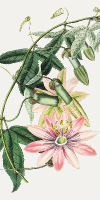 Rollo Fenster in rosa Farbe mit Blumenmotiv