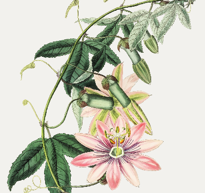 Rollo Fenster in rosa Farbe mit Blumenmotiv