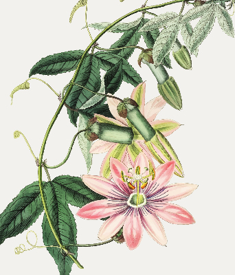 Rollo Fenster in rosa Farbe mit Blumenmotiv