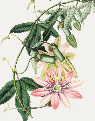 Rollo Fenster in rosa Farbe mit Blumenmotiv