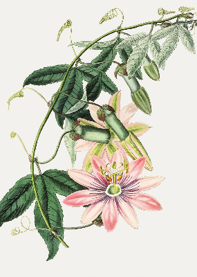 Rollo Fenster in rosa Farbe mit Blumenmotiv