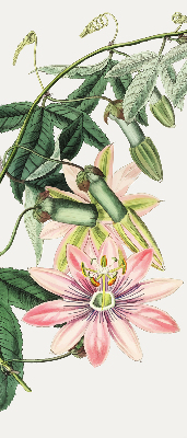 Rollo Fenster in rosa Farbe mit Blumenmotiv