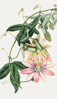 Rollo Fenster in rosa Farbe mit Blumenmotiv