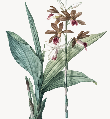 Fensterrollo innen in Blume