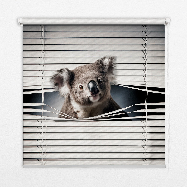Rollo Fenster koala