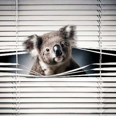 Rollo Fenster koala