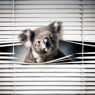 Rollo Fenster koala