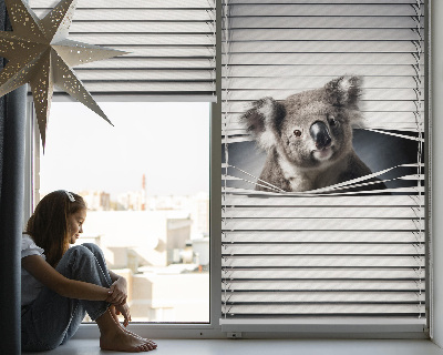 Rollo Fenster koala