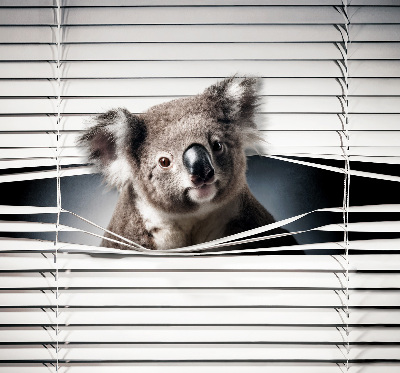 Rollo Fenster koala