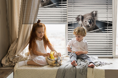 Rollo Fenster koala