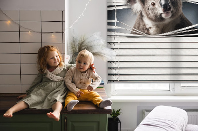 Rollo Fenster koala