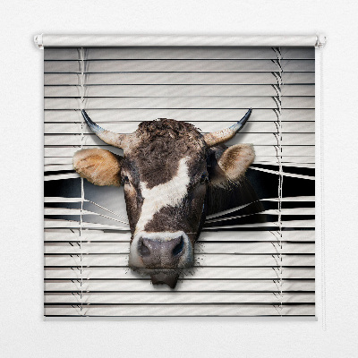 Rollo Fenster Kuh