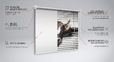 Rollo Fenster Kuh