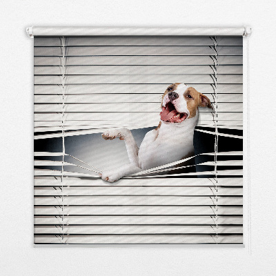 Rollo Fenster Hund