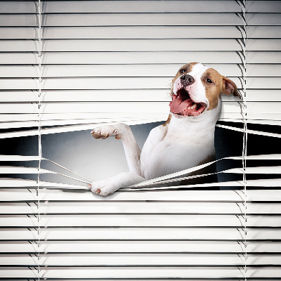 Rollo Fenster Hund
