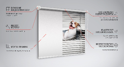 Rollo Fenster Hund