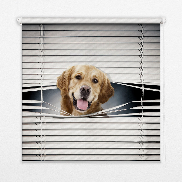 Fensterrollo in Gold