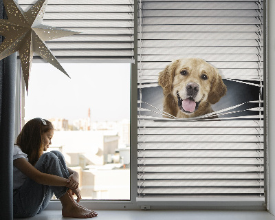 Fensterrollo in Gold