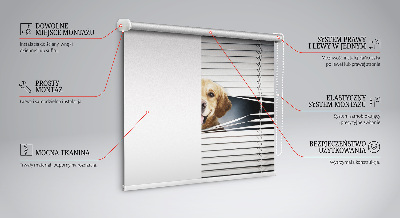 Fensterrollo in Gold