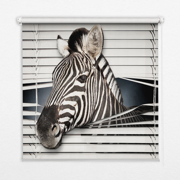 Rollo Fenster
