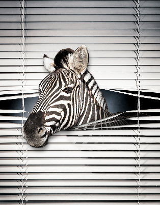 Rollo Fenster