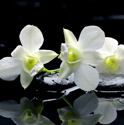 Fenster Rollo mit Orchideenmuster in elegantem Design