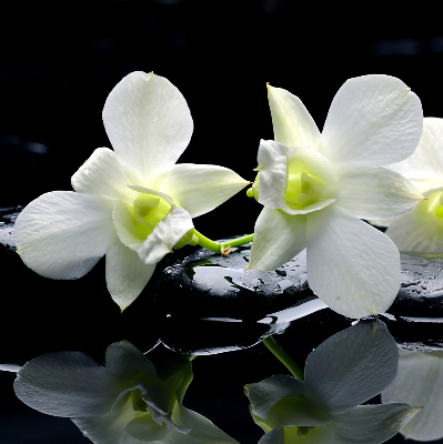 Fenster Rollo mit Orchideenmuster in elegantem Design