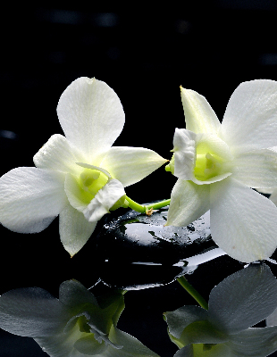Fenster Rollo mit Orchideenmuster in elegantem Design