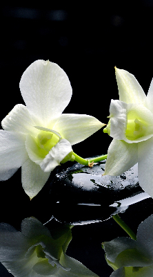 Fenster Rollo mit Orchideenmuster in elegantem Design
