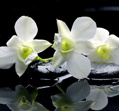 Fenster Rollo mit Orchideenmuster in elegantem Design