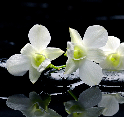 Fenster Rollo mit Orchideenmuster in elegantem Design