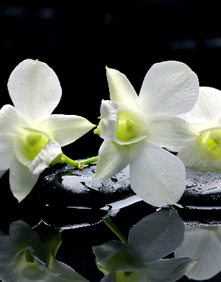 Fenster Rollo mit Orchideenmuster in elegantem Design
