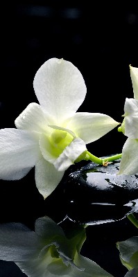 Fenster Rollo mit Orchideenmuster in elegantem Design