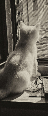 Verdunkelungsrollo mit Motiv „Katzen im Fenster“