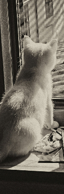 Verdunkelungsrollo mit Motiv „Katzen im Fenster“