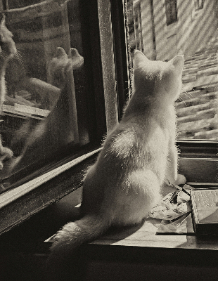Verdunkelungsrollo mit Motiv „Katzen im Fenster“