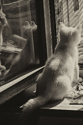 Verdunkelungsrollo mit Motiv „Katzen im Fenster“