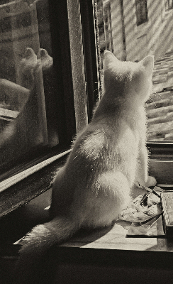 Verdunkelungsrollo mit Motiv „Katzen im Fenster“