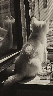 Verdunkelungsrollo mit Motiv „Katzen im Fenster“