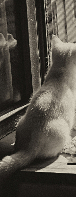 Verdunkelungsrollo mit Motiv „Katzen im Fenster“